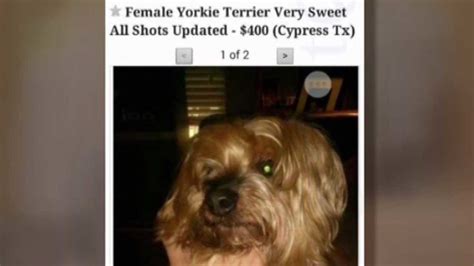 refresh the page. . Texas craigslist pets
